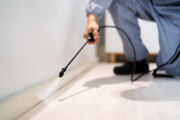 Licensed Wasp Control service in Port Carbon, PA - Nex Pest Control